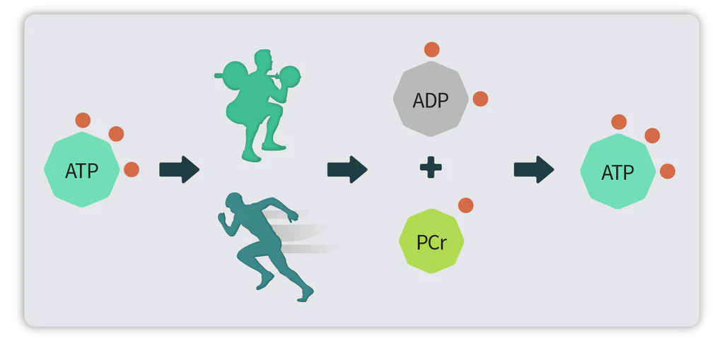 Diagramm des ATP-PCr-Systems