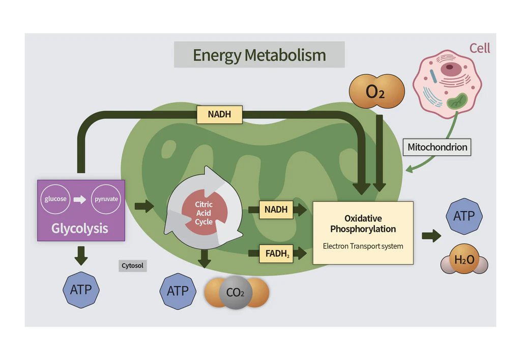 Diagramm zum Energiestoffwechsel