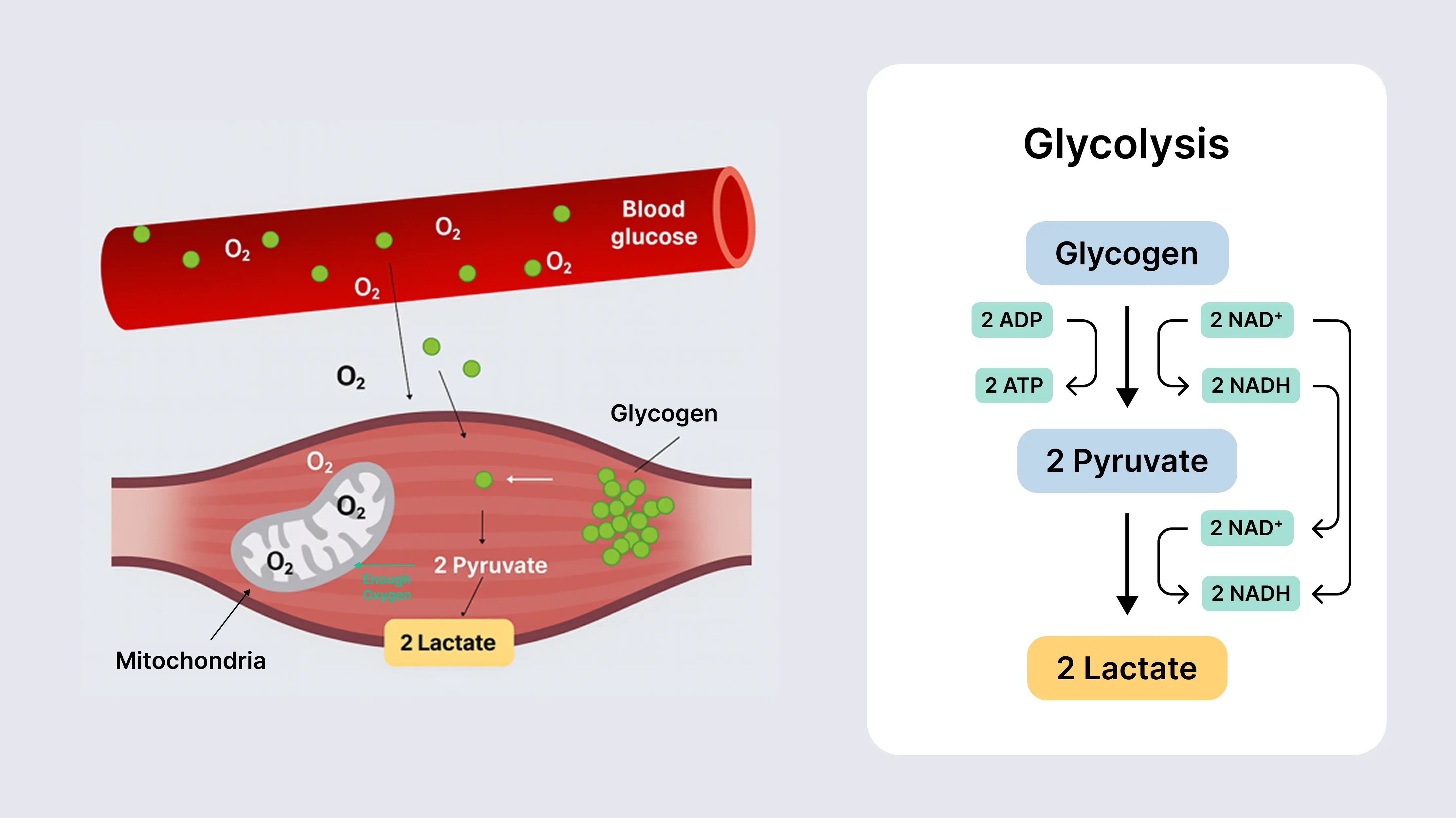 Diagramm zur Glykolyse
