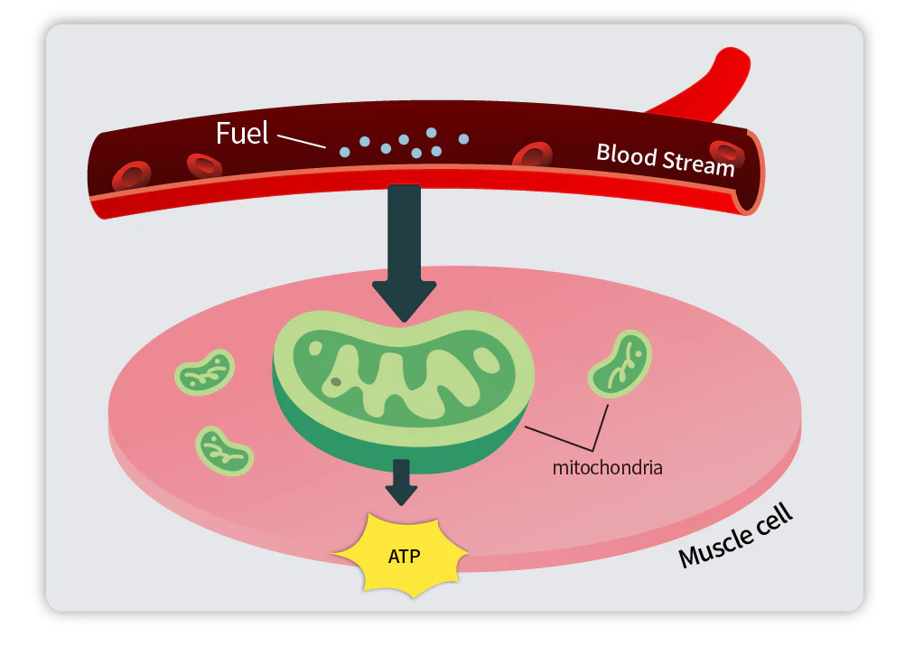 Mitochondrienaktivität