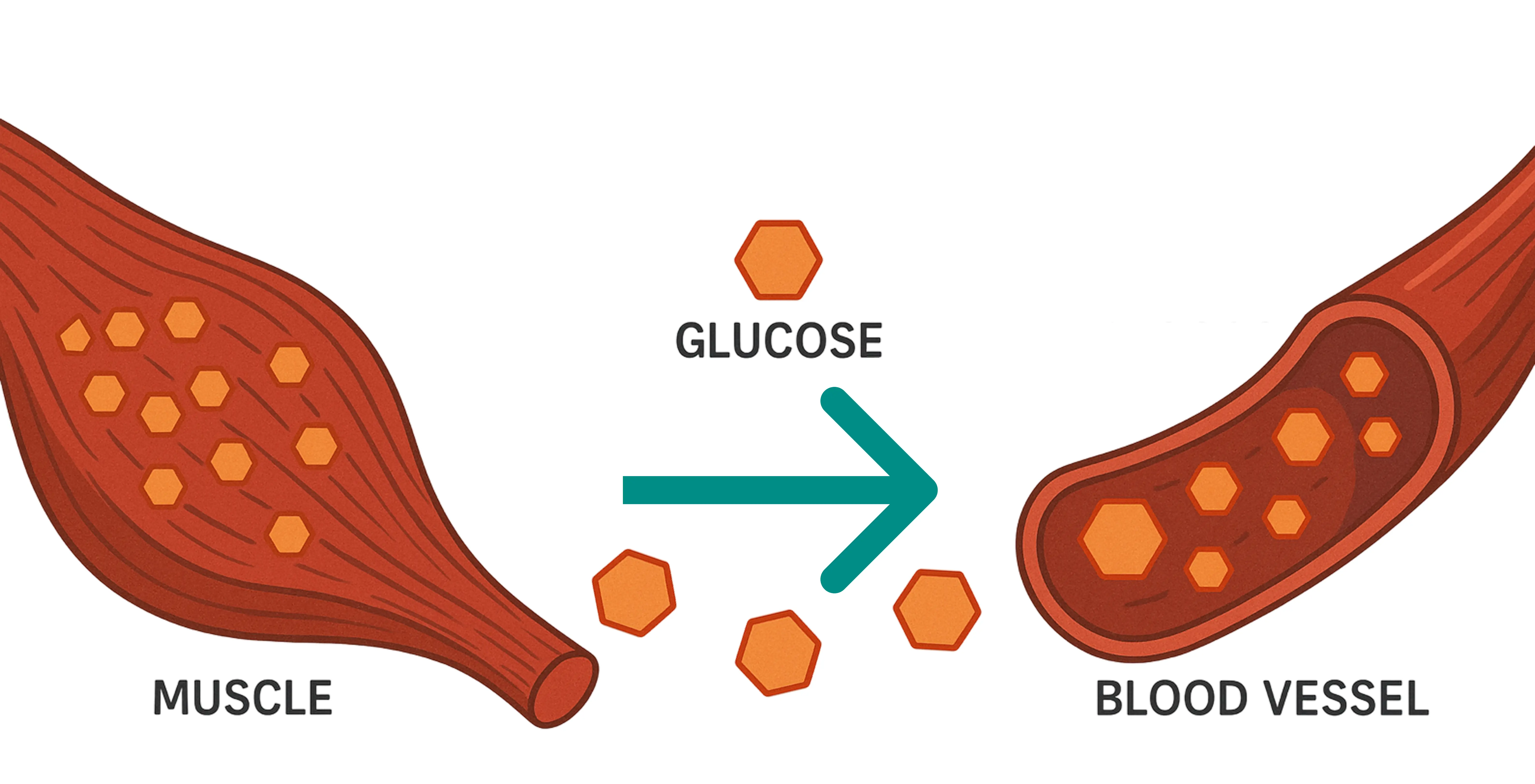 Illustration zu Glykogen- und Energiestoffwechsel
